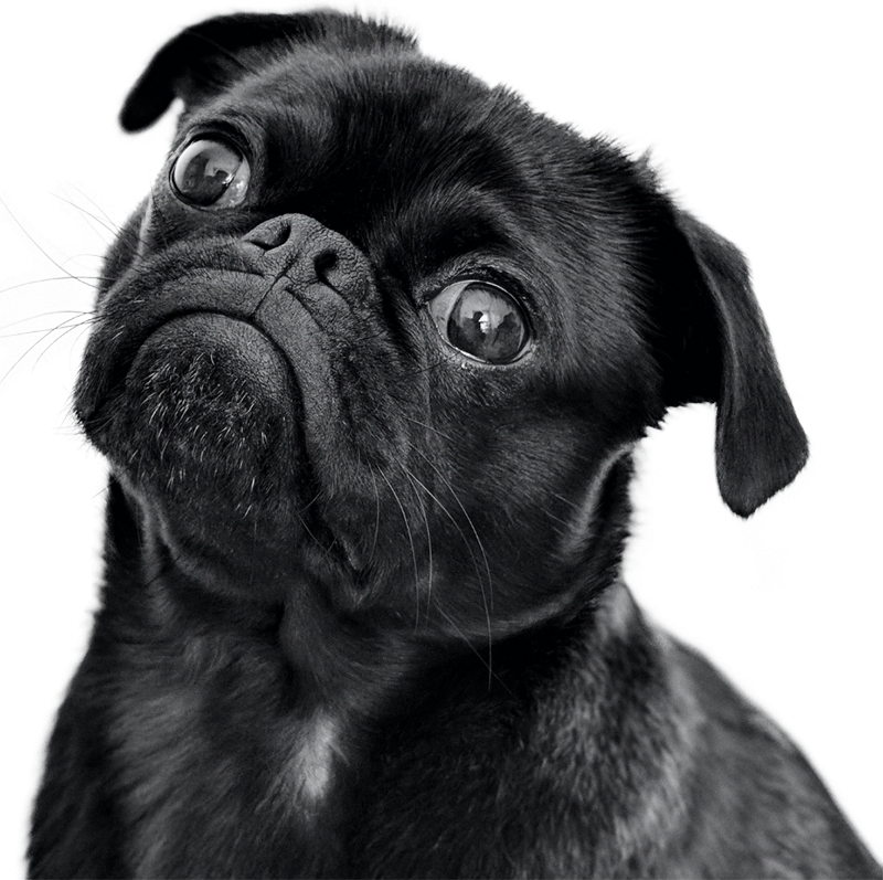 subscribe to Petrodex